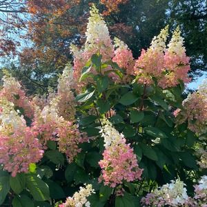 Meet your Posher, Krystal